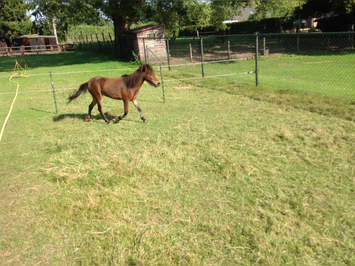 American Miniature Horse Mare 8 years Brown in Apeldoorn