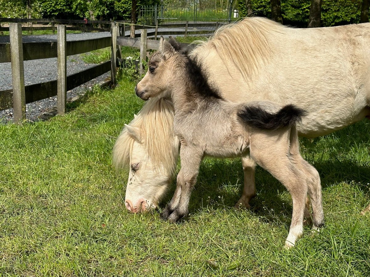 American Miniature Horse Mare Foal (01/2024) 7,3 hh Buckskin in Herwijnen