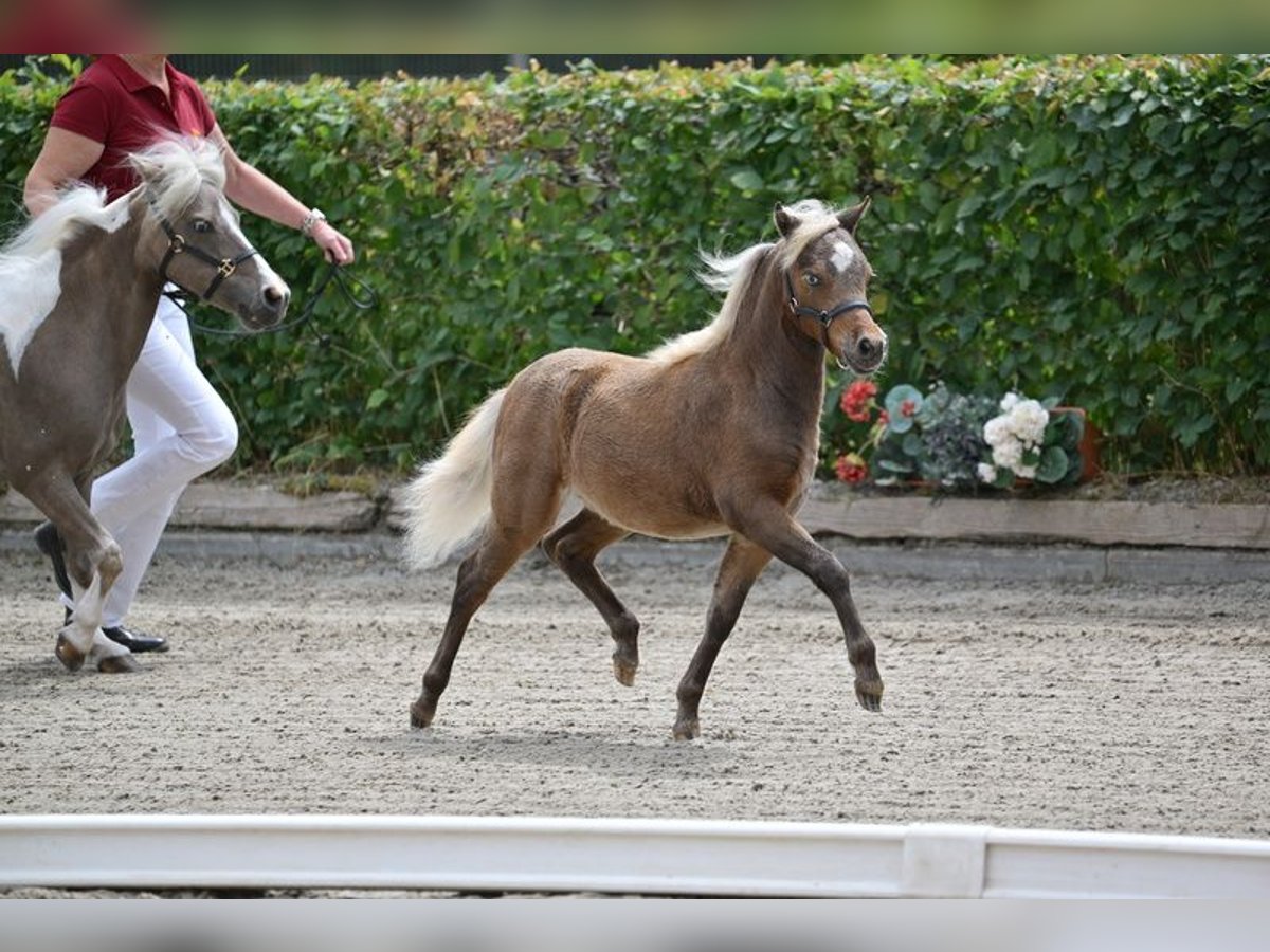 American Miniature Horse Mare Foal (01/2025) in Dreetz