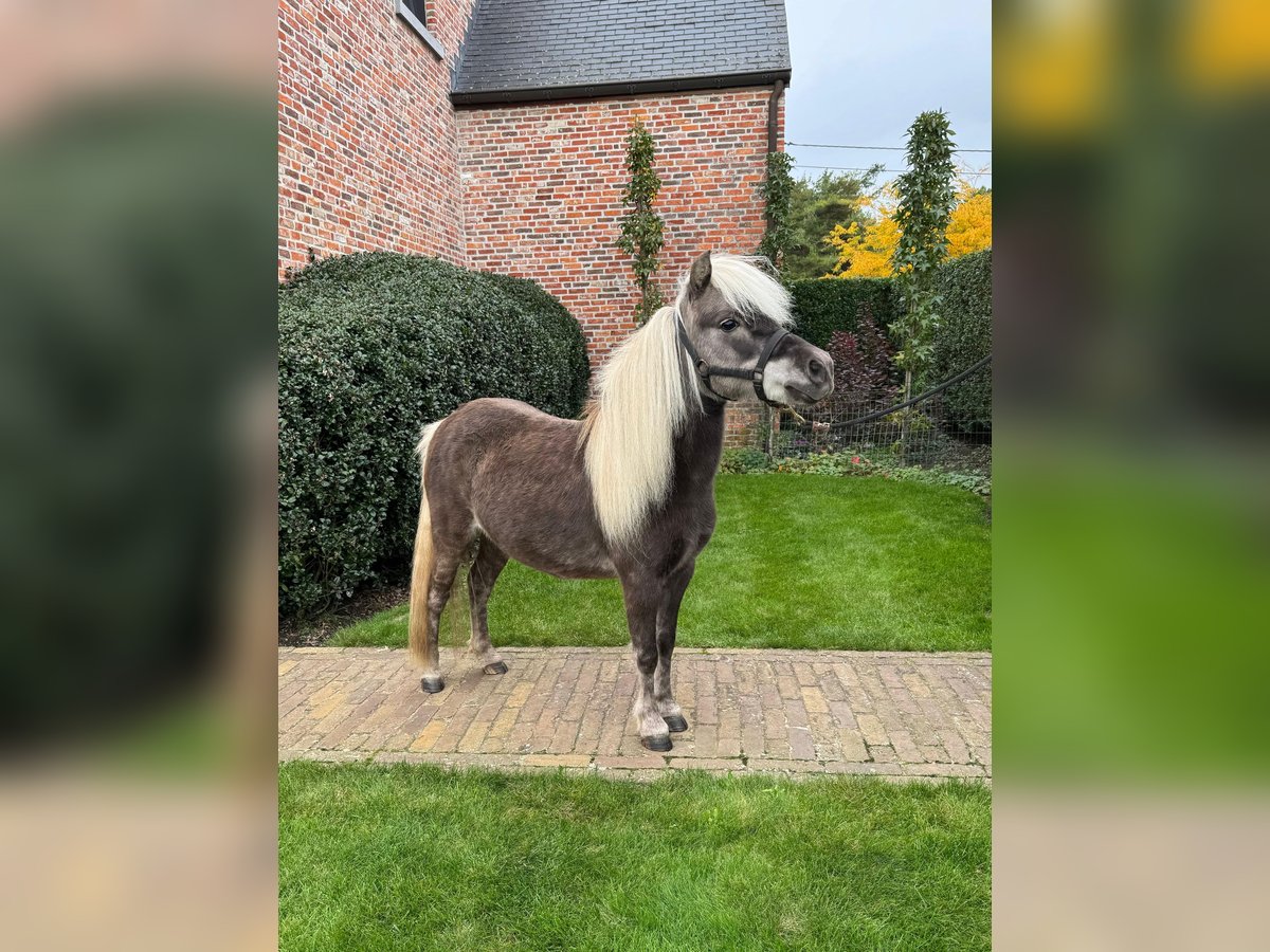 American Miniature Horse Stallion 10 years 9,1 hh in Wiekevorst