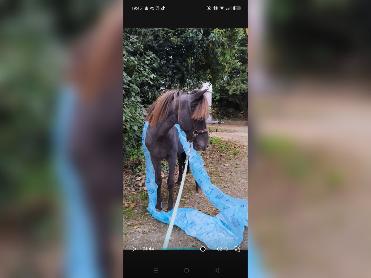 American Miniature Horse Stallion 1 year 8 hh Leopard-Piebald in Raalte