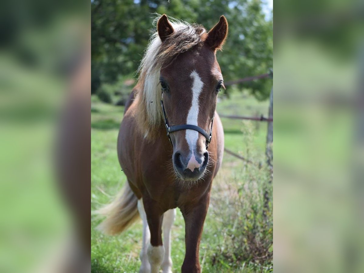 American Miniature Horse Stallion 2 years 8,3 hh Overo-all-colors in Ponlat-Taillebourg