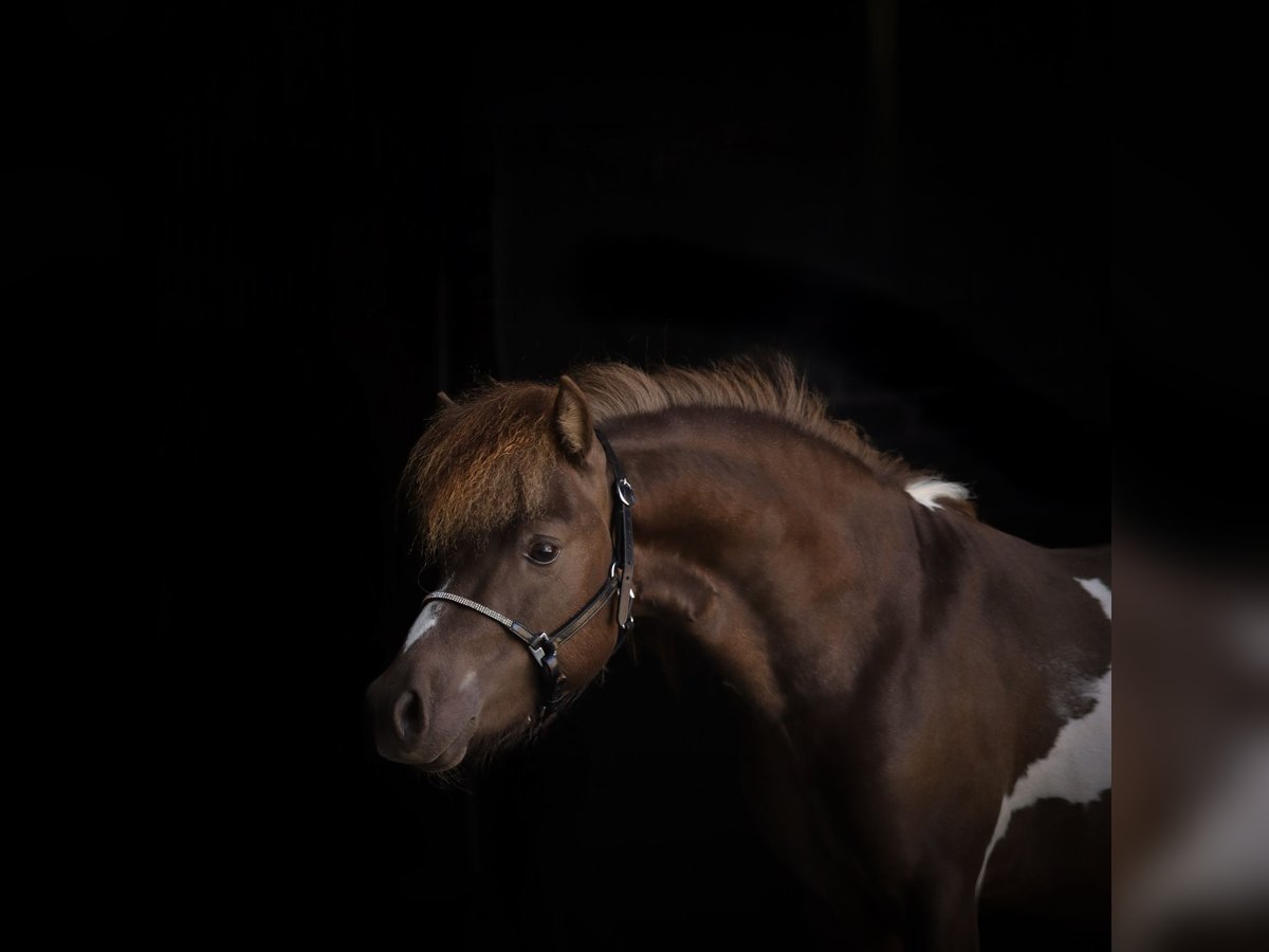 American Miniature Horse Stallion 2 years 9 hh Pinto in Coesfeld