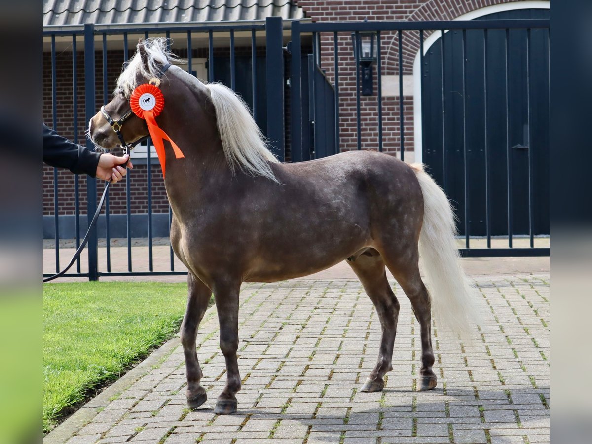 American Miniature Horse Stallion 3 years 8,1 hh in maastricht