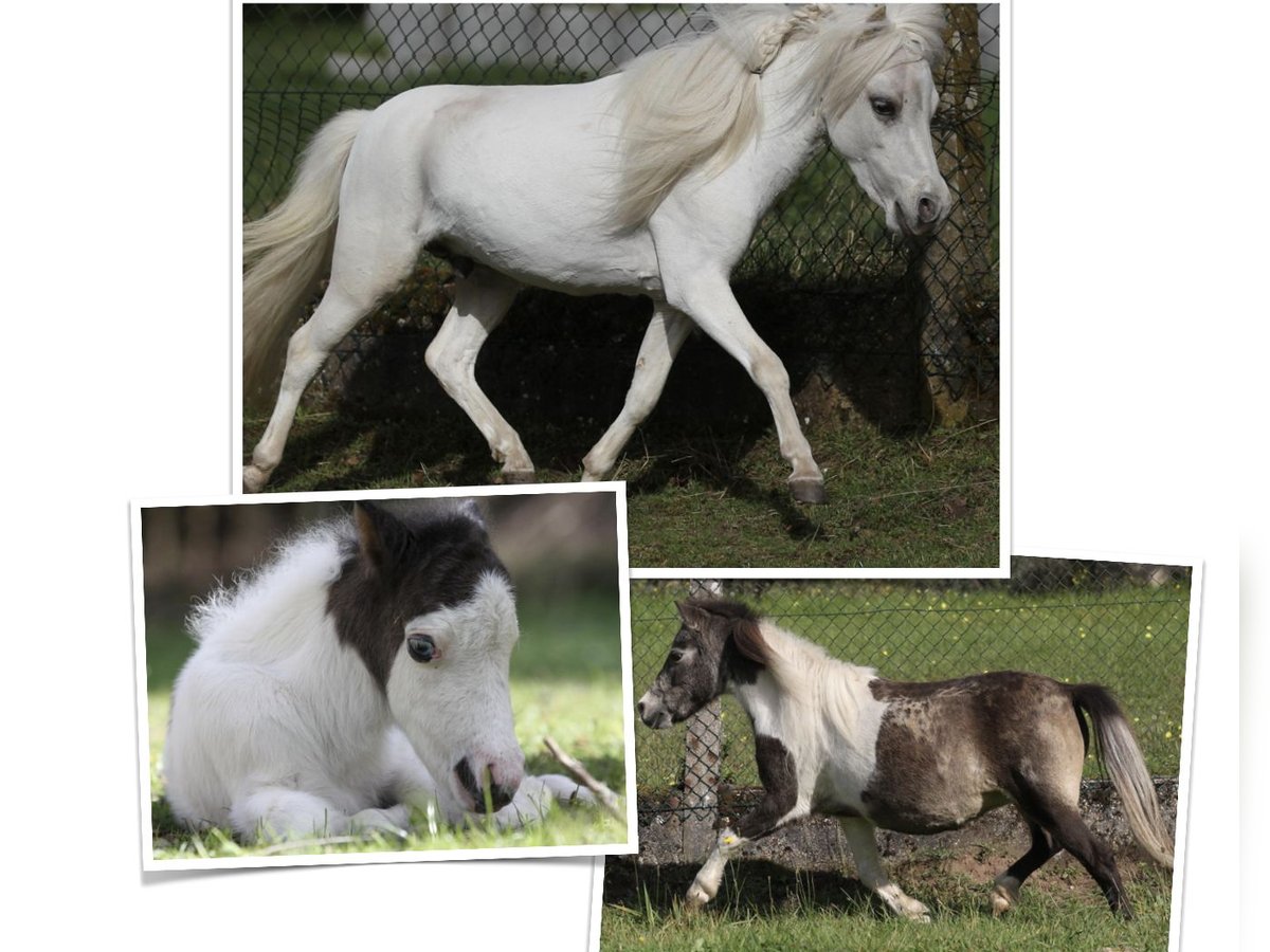 American Miniature Horse Stallion 3 years 8,1 hh Palomino in Hinterweidenthal