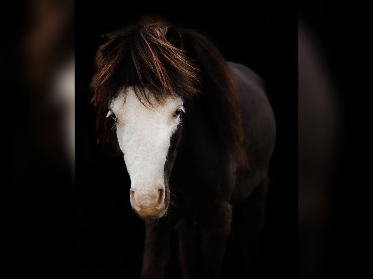 American Miniature Horse Stallion 3 years Overo-all-colors in Söhlde