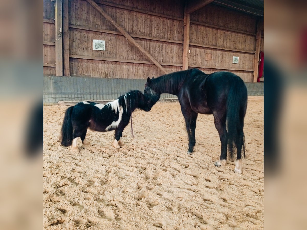 American Miniature Horse Stallion 4 years 7,3 hh Pinto in Hamburg Eidelstedt