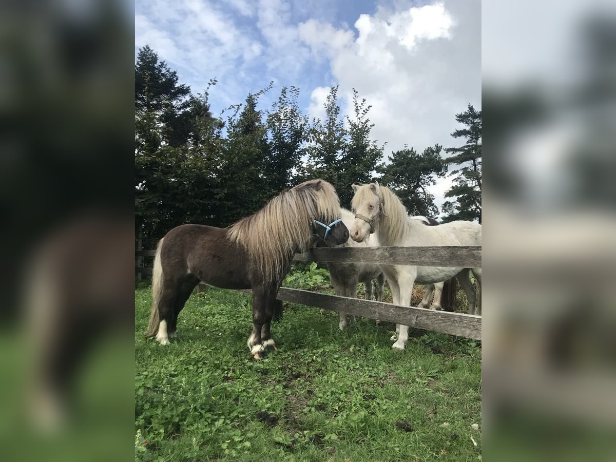 American Miniature Horse Stallion 7 years 7,2 hh Gray-Dapple in Kortemark