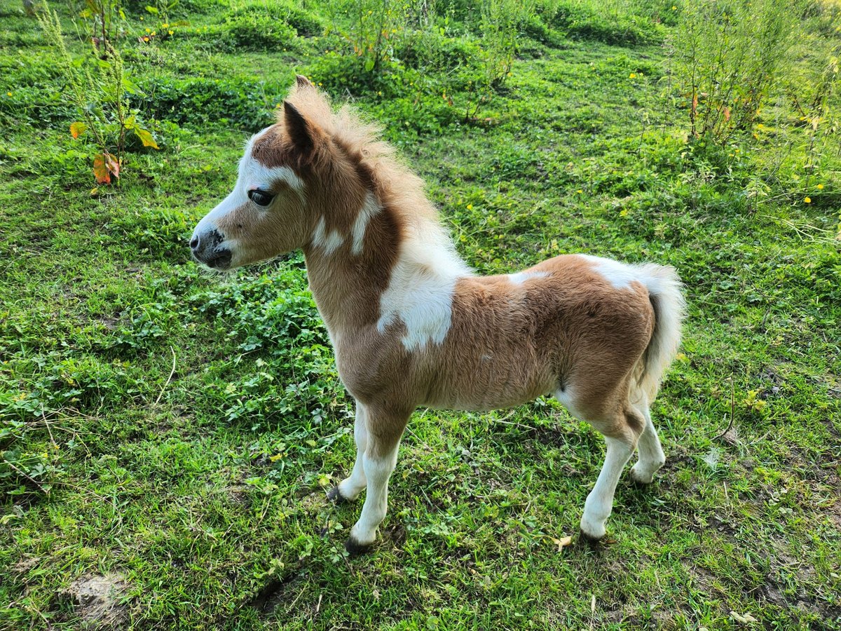 American Miniature Horse Stallion Foal (06/2024) 7,1 hh Sorrel in Haaltert