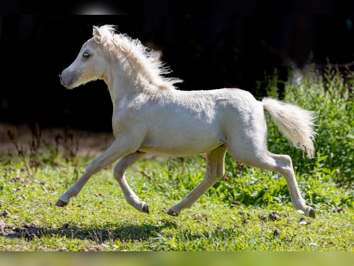 American Miniature Horse Stallion Foal (04/2024) 8,1 hh Palomino in Gardelegen