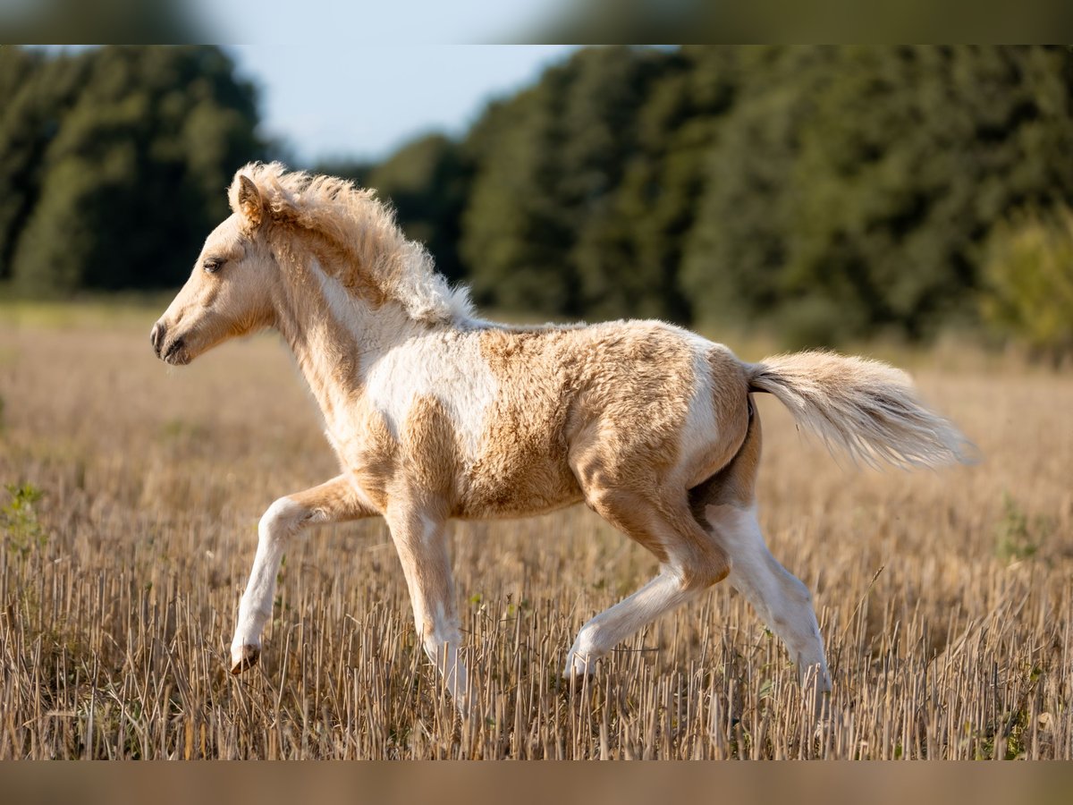 American Miniature Horse Stallion Foal (04/2024) 8,1 hh Pinto in Gardelegen