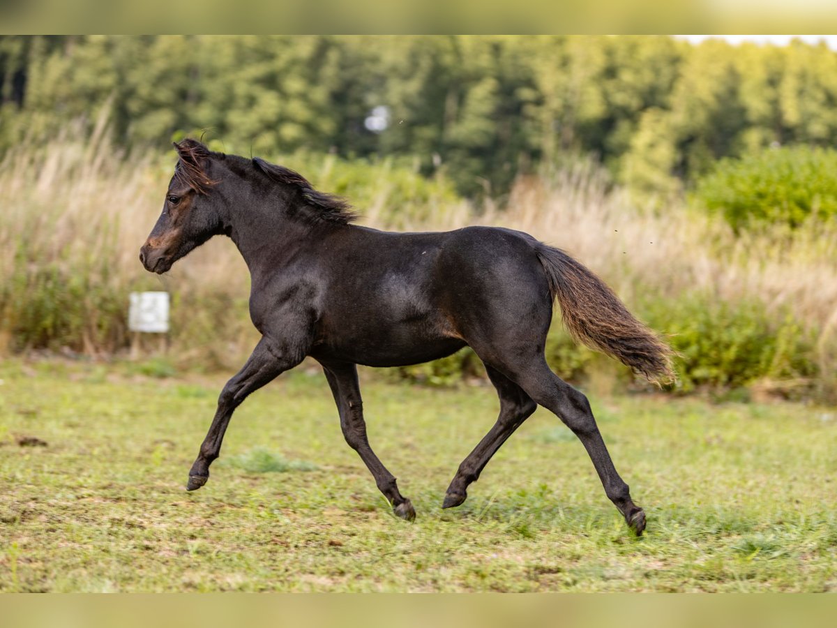 American Miniature Horse Stallion Foal (01/2024) Brown in Sieversdorf-HohenofenDreetz