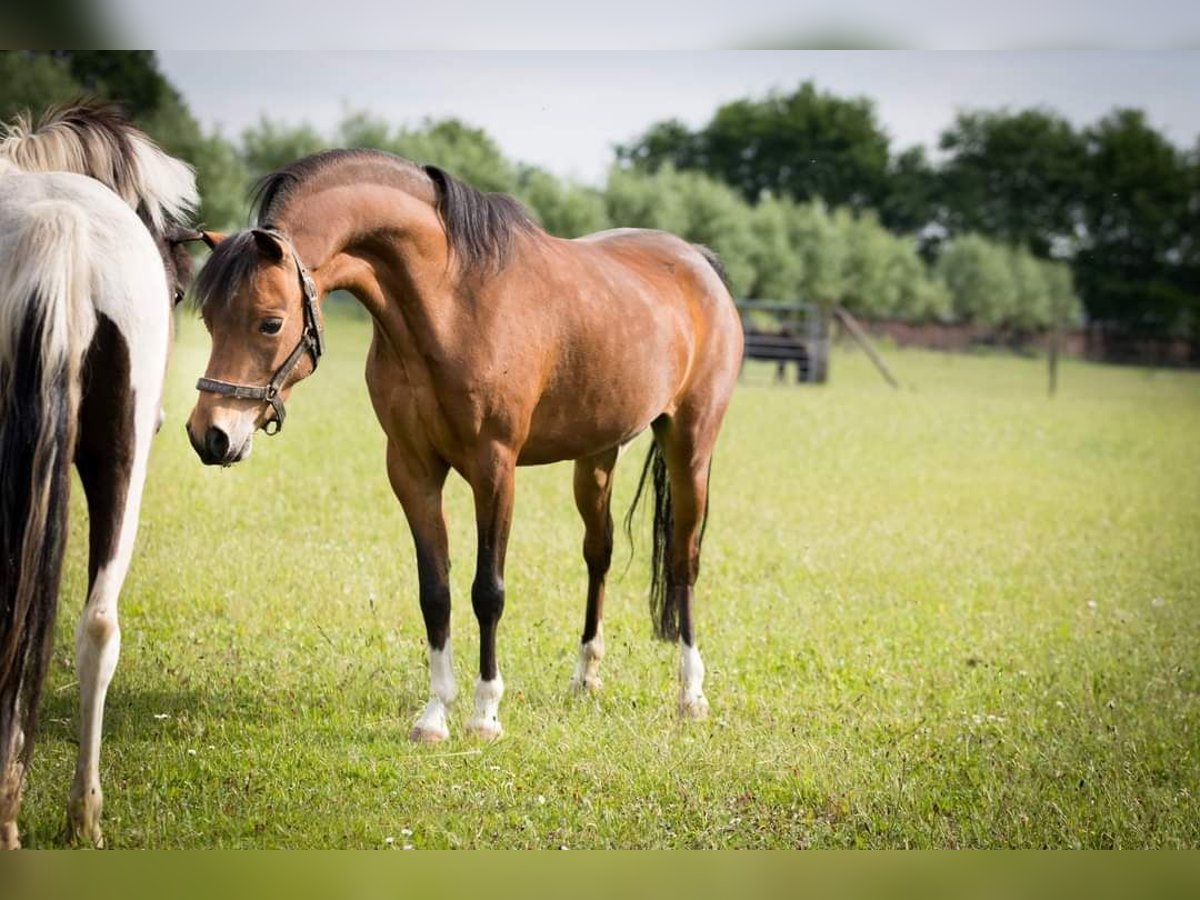 American Miniature Horse Stute 12 Jahre 104 cm Brauner in Laakdal