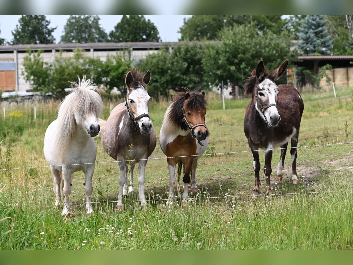American Miniature Horse Stute 12 Jahre in Reichenwalde