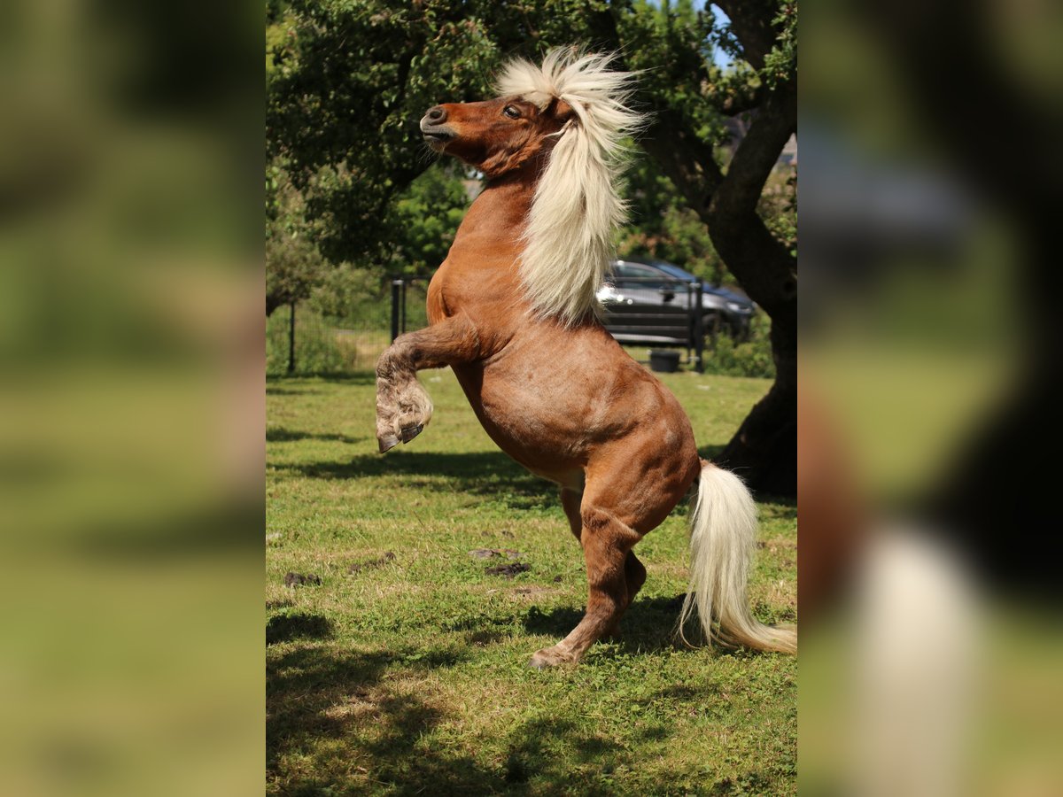 American Miniature Horse Mix Stute 14 Jahre 85 cm Brauner in De Lier