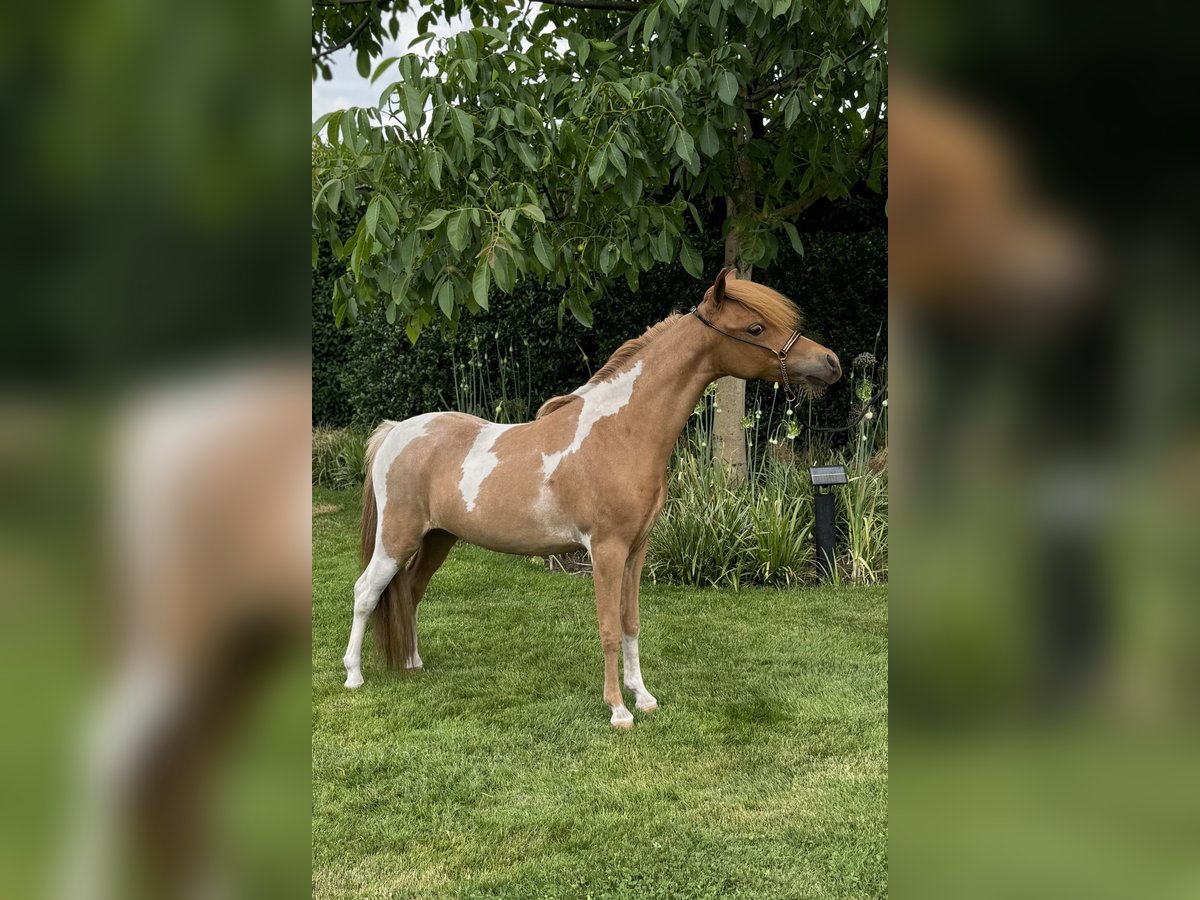 American Miniature Horse Stute 1 Jahr 85 cm Tobiano-alle-Farben in Wiekevorst