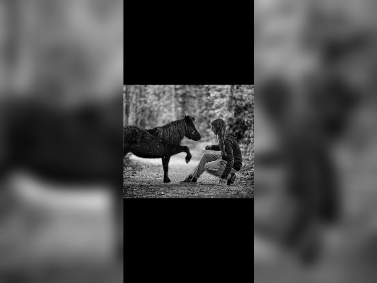 American Miniature Horse Stute 4 Jahre 83 cm Rappe in Wiener Neustadt