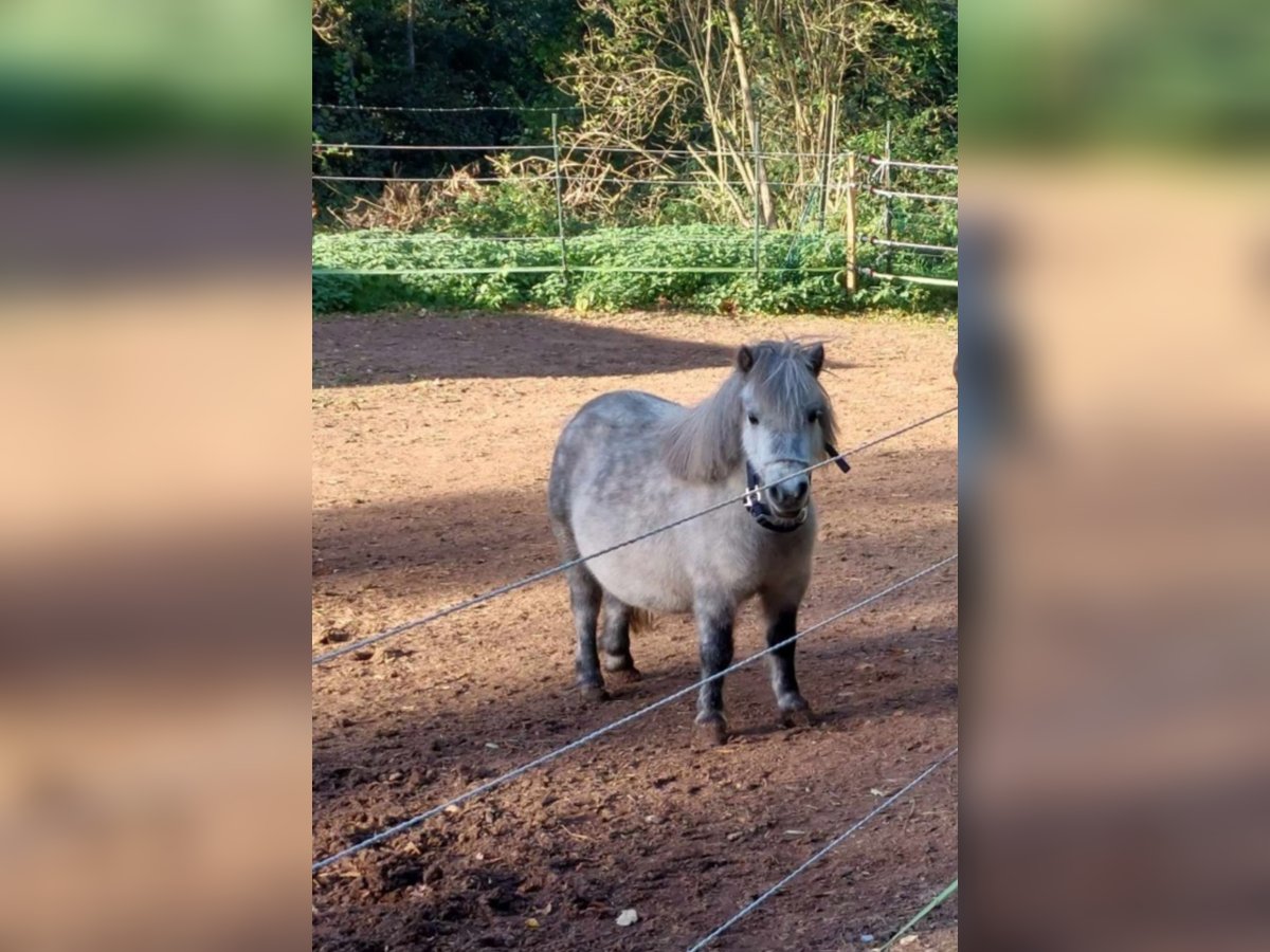 American Miniature Horse Stute 5 Jahre 84 cm Blauschimmel in Reipoltskirchen