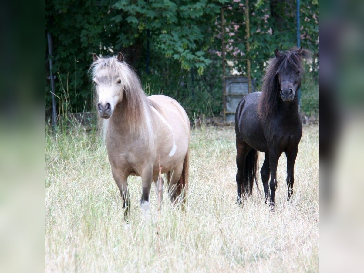 American Miniature Horse Stute 5 Jahre 85 cm Tobiano-alle-Farben in Markt Erlbach