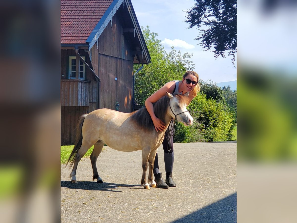 American Miniature Horse Stute 6 Jahre 85 cm Fliegenschimmel in Feldkirchen-Westerham