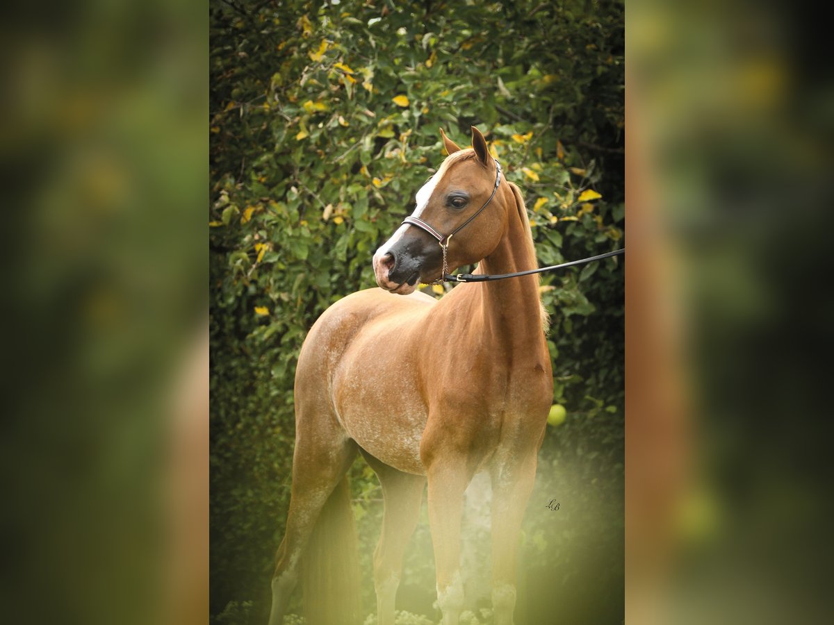 American Miniature Horse Stute 7 Jahre 100 cm Sabino in Wiekevorst