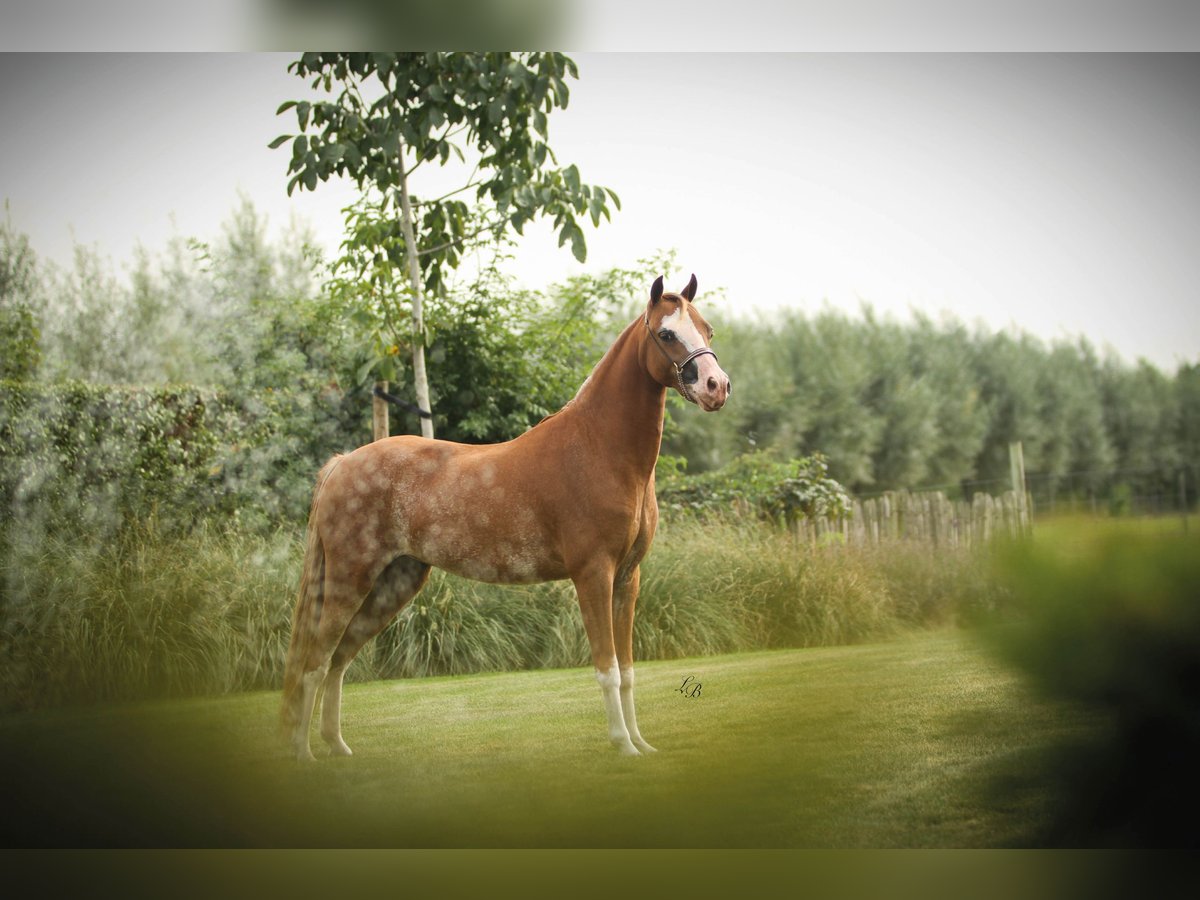 American Miniature Horse Stute 7 Jahre 100 cm Sabino in Wiekevorst