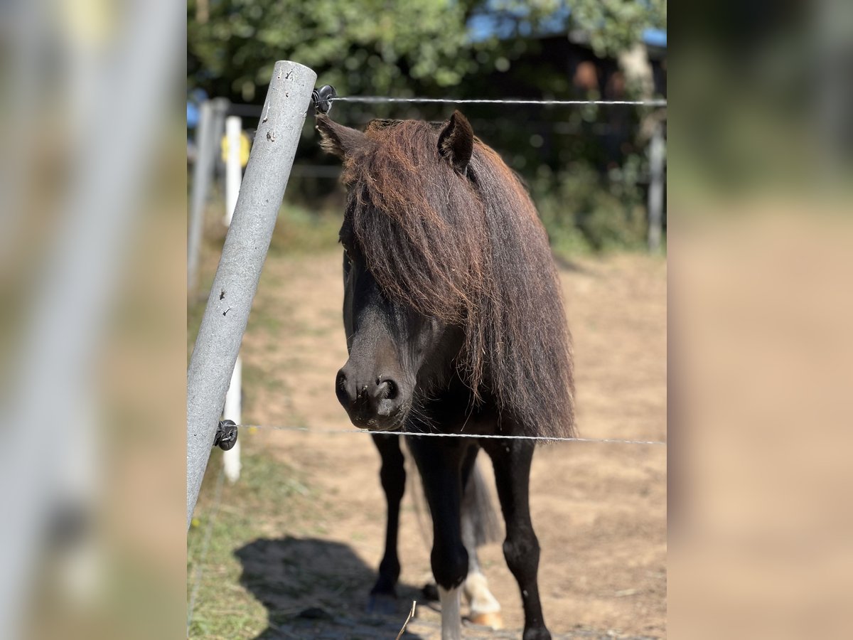 American Miniature Horse Wallach 4 Jahre 85 cm Schecke in Heinsdorfergrund