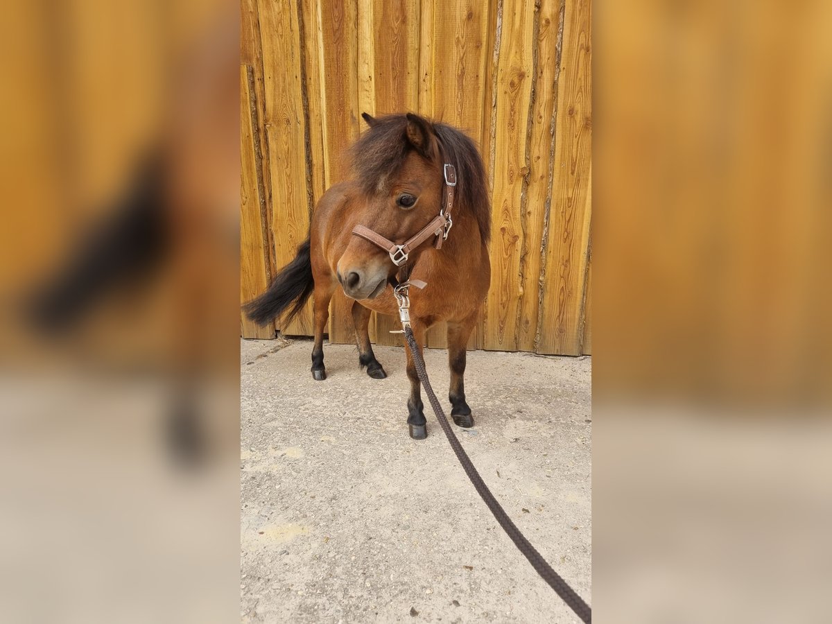 American Miniature Horse Wallach 8 Jahre 88 cm Brauner in Möckern