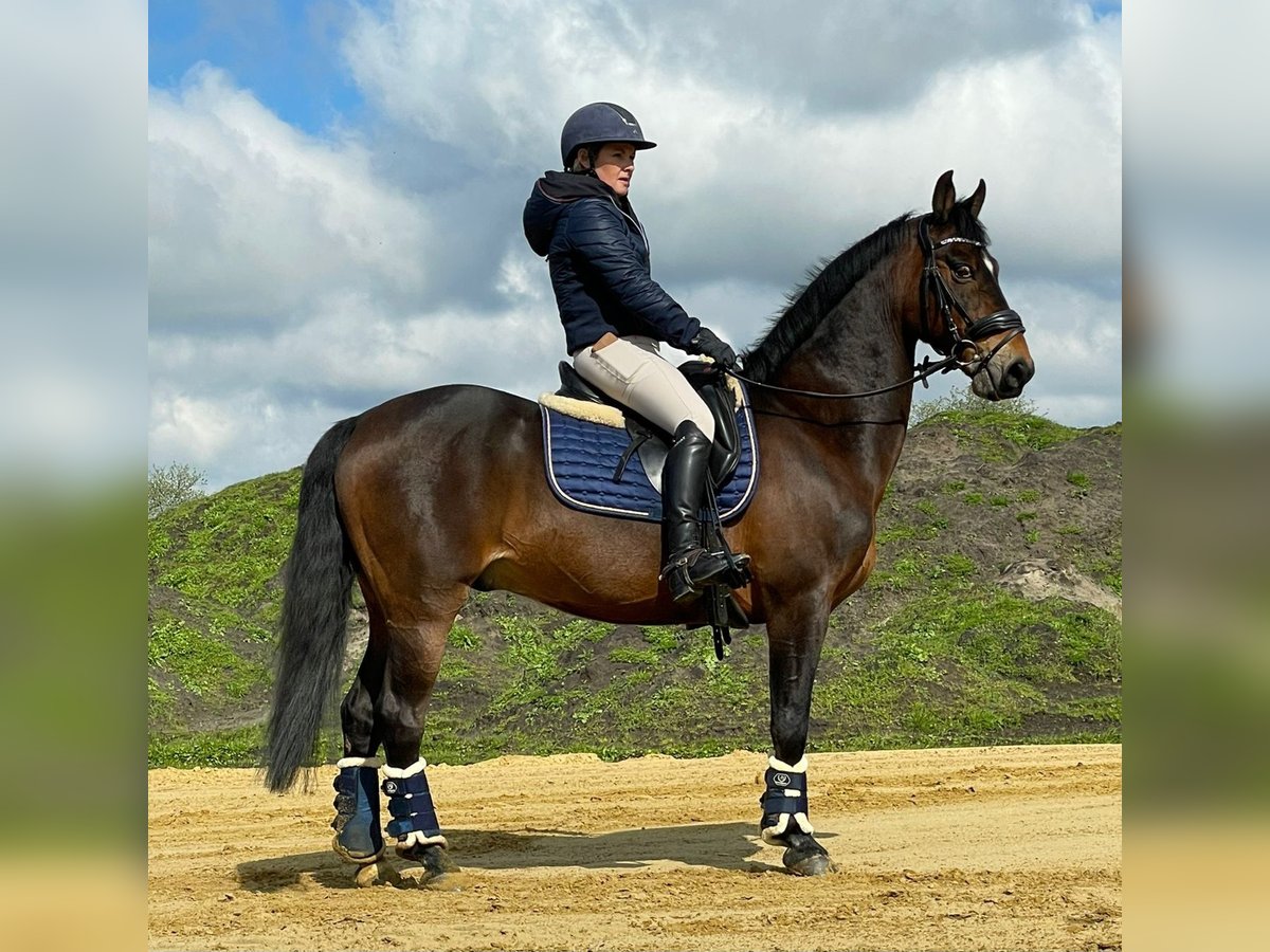 American Morgan Horse Gelding 19 years 14,2 hh Brown in Wilsum