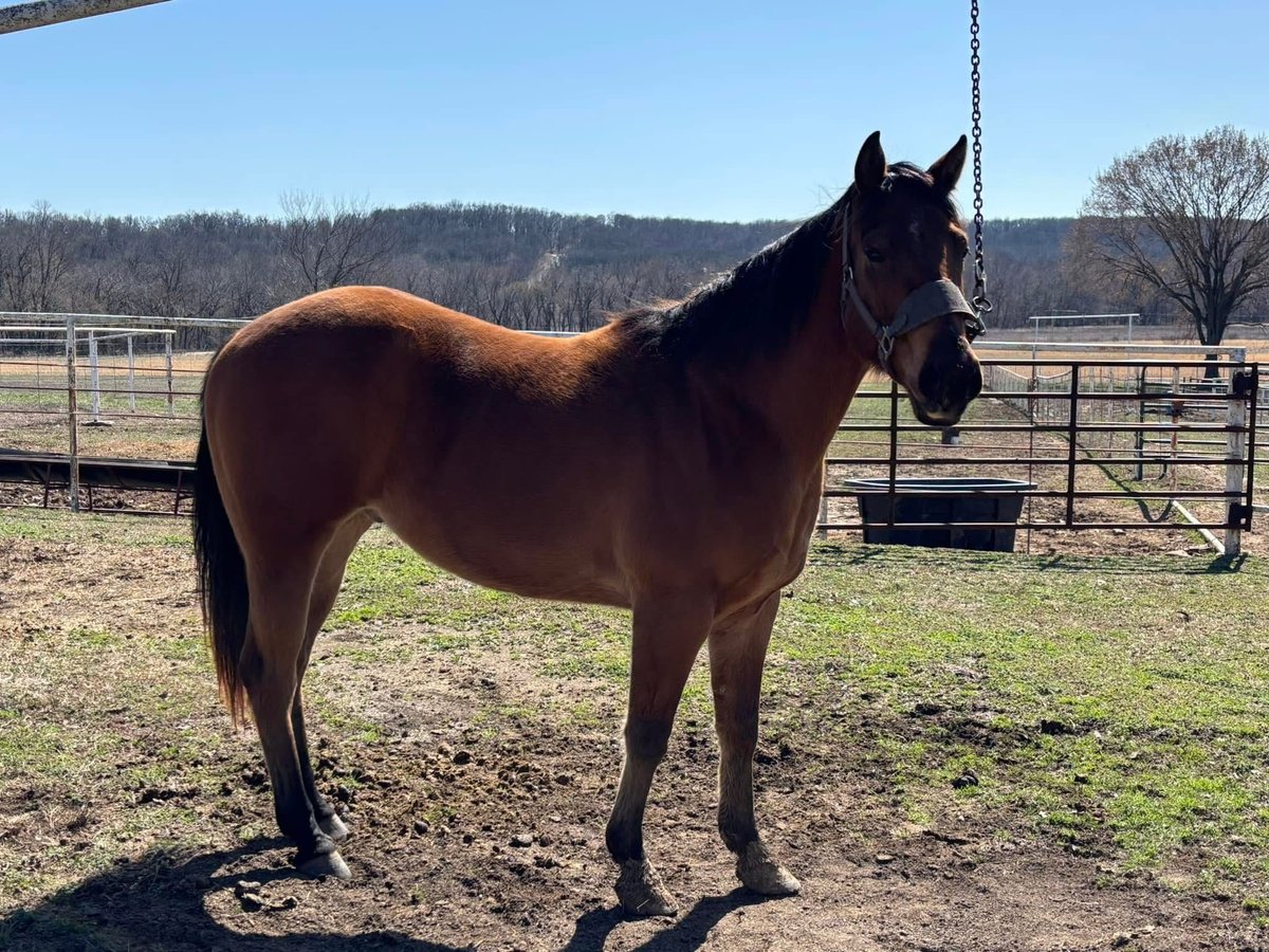 American Morgan Horse Gelding 3 years 5,3 hh Brown in Austin