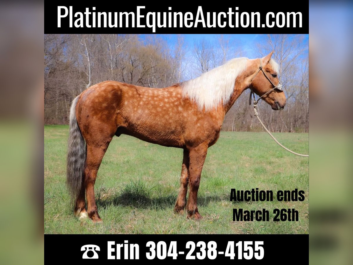 American Morgan Horse Gelding 7 years 14,3 hh Palomino in Hillsboro, KY