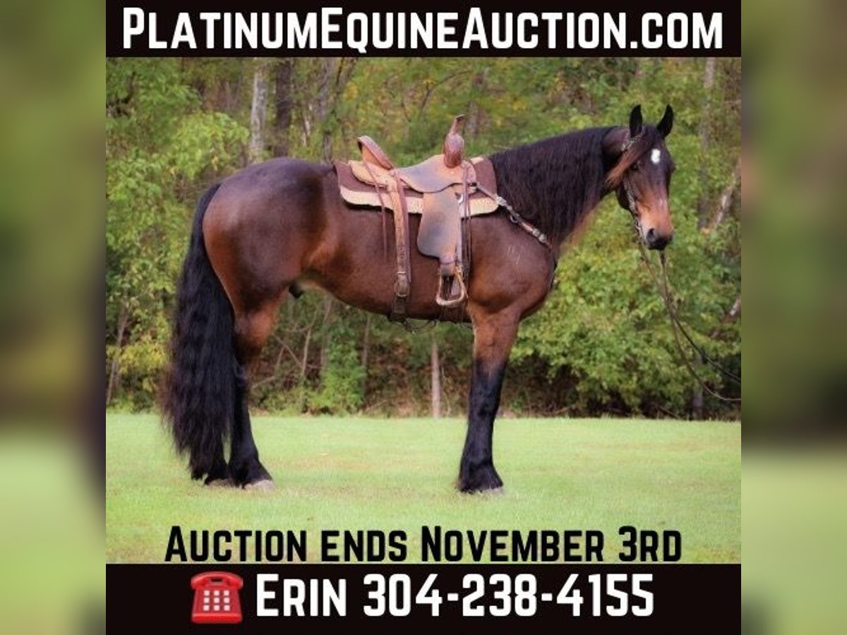 American Morgan Horse Gelding 7 years 16,1 hh in Flemingsburg KY