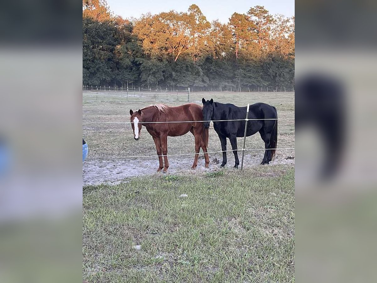 American Morgan Horse Gelding 8 years 14 hh Sorrel in Hastings