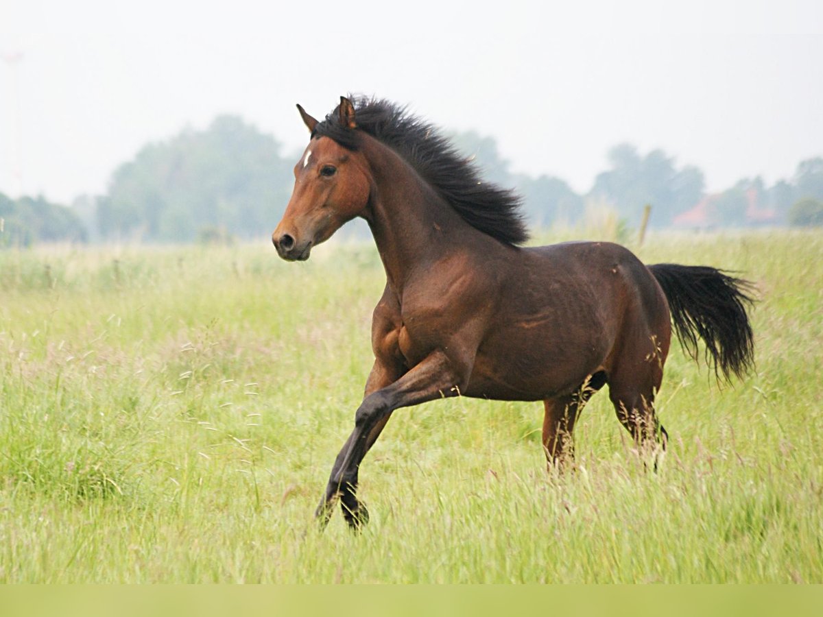 American Morgan Horse Hengst 1 Jahr 155 cm Brauner in Volsemenhusen