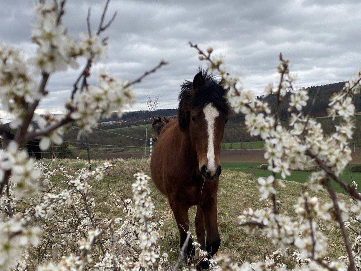 American Morgan Horse Hengst 2 Jahre 160 cm in LöberschützMilda