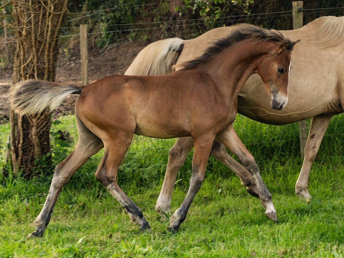 American Morgan Horse Hengst  150 cm Brauner in Silfiac