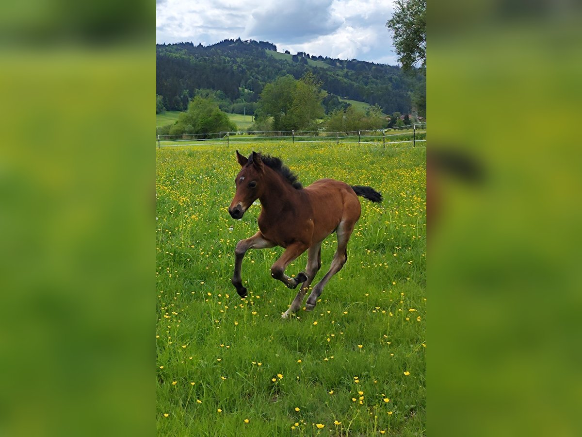 American Morgan Horse Hengst  150 cm Dunkelbrauner in Oberstaufen