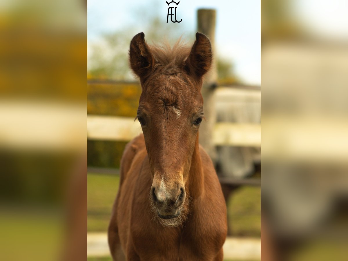 American Morgan Horse Mix Hengst Fohlen (04/2024) 155 cm in Pluvigner