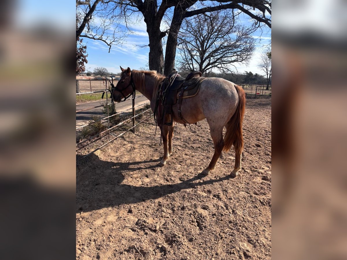 American Morgan Horse Klacz 3 lat 60 cm Może być siwy in Austin