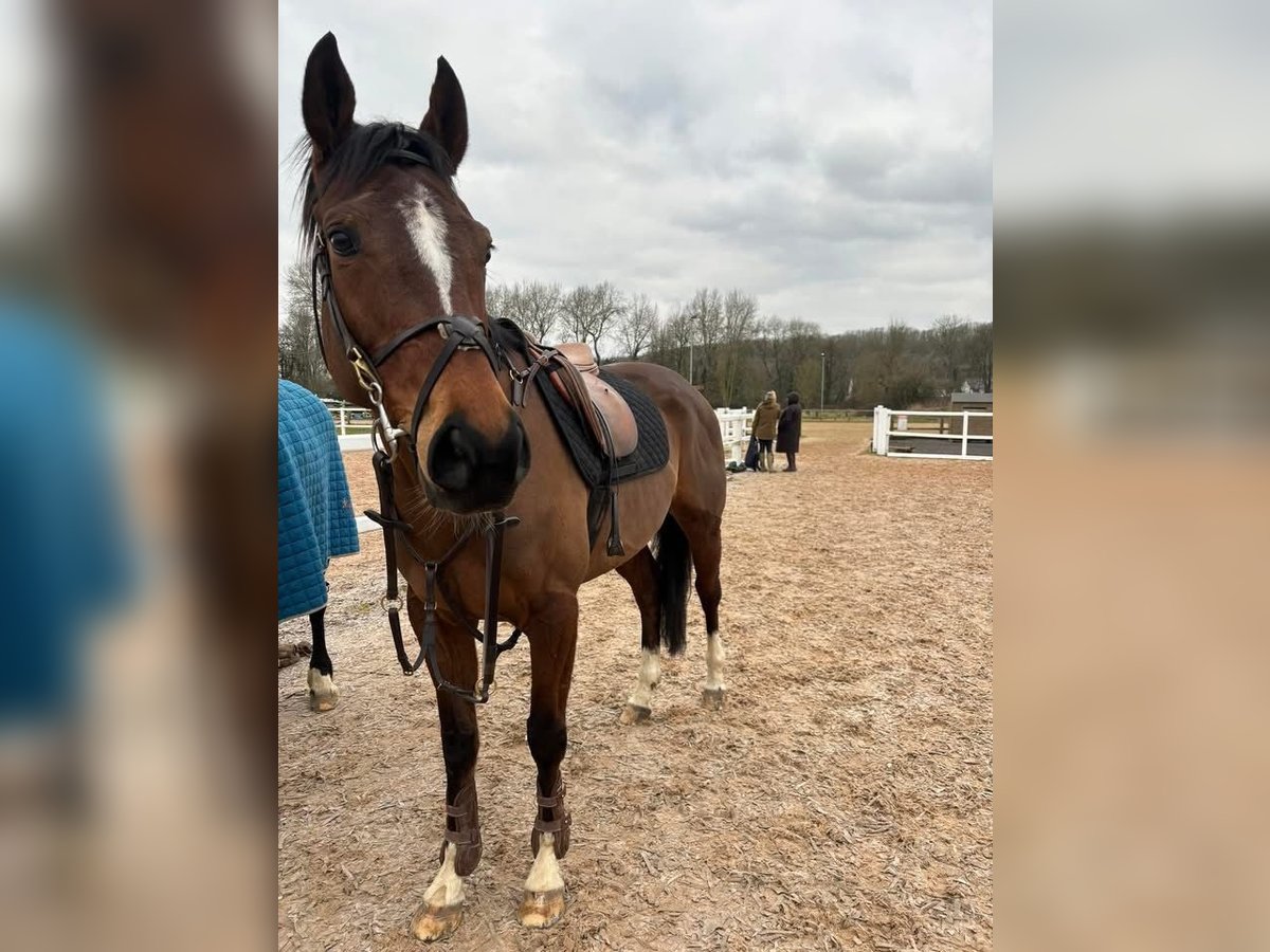 American Morgan Horse Mix Klacz 6 lat 60 cm Gniada in Austin Houston