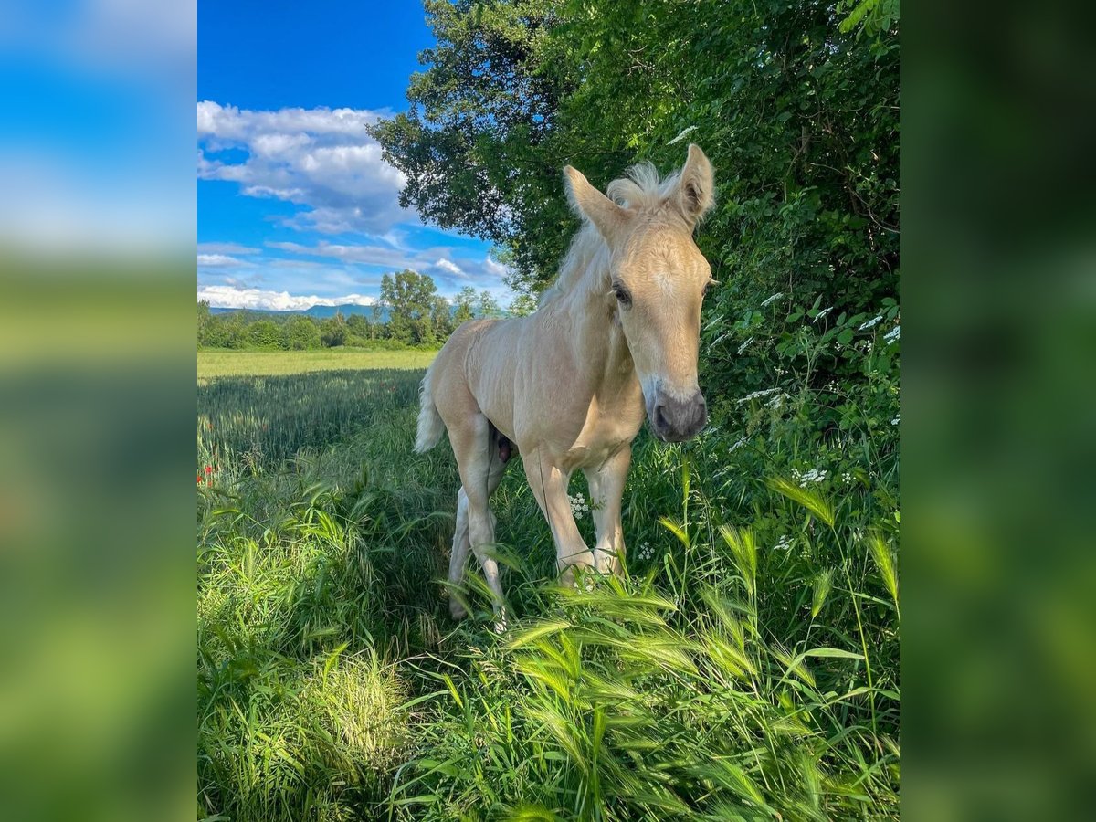 American Morgan Horse Mare 1 year 15 hh Brown-Light in Royalton