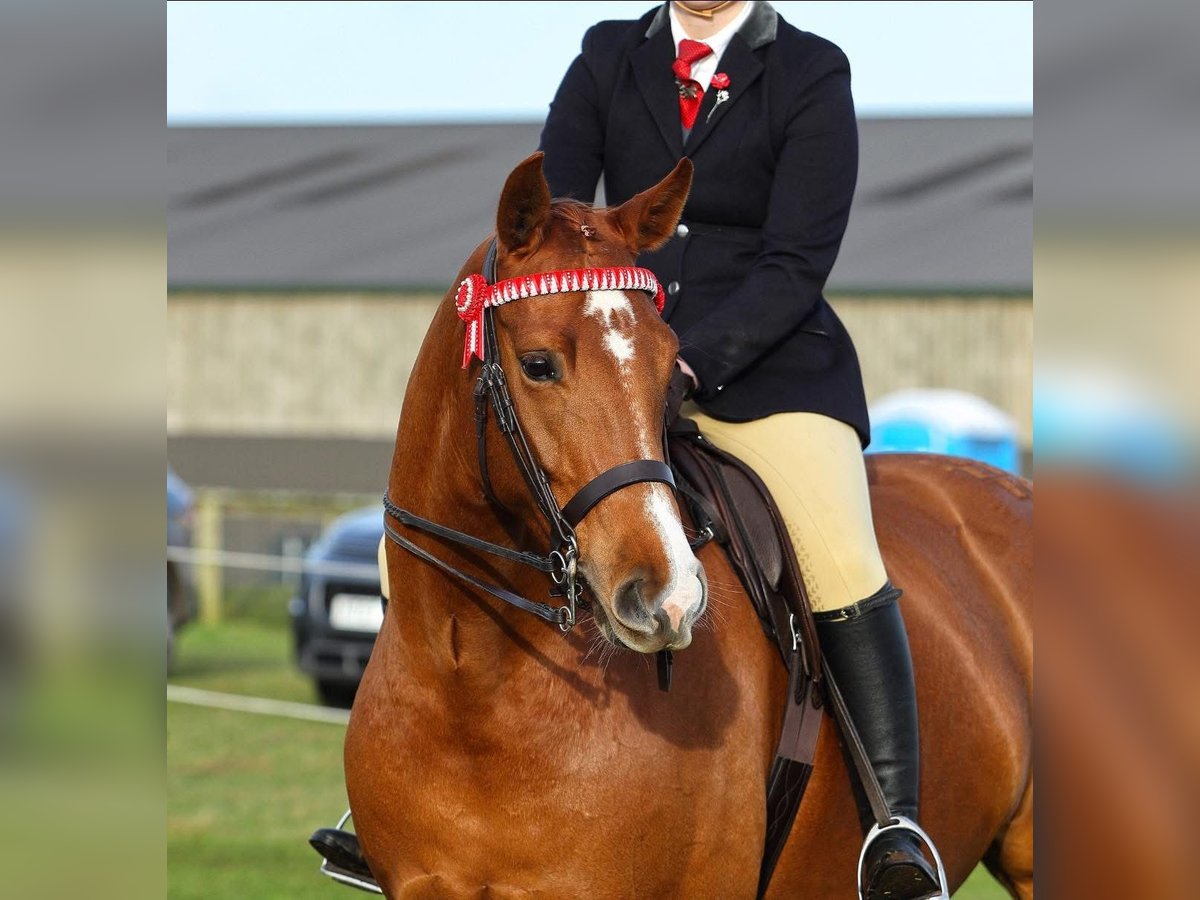 American Morgan Horse Mare 5 years 5,3 hh Brown in Austin