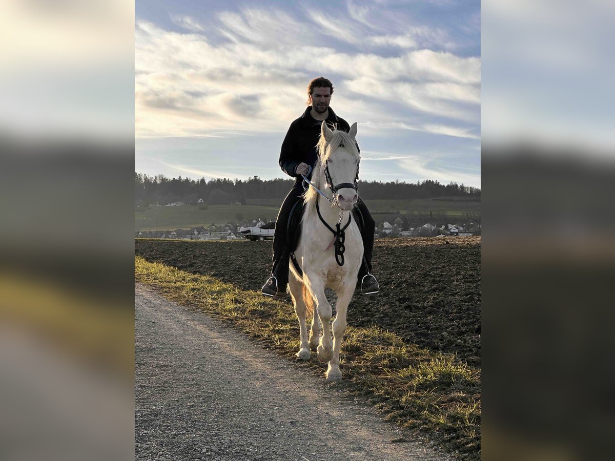 American Morgan Horse Mare 8 years 15,1 hh Perlino in Adetswil