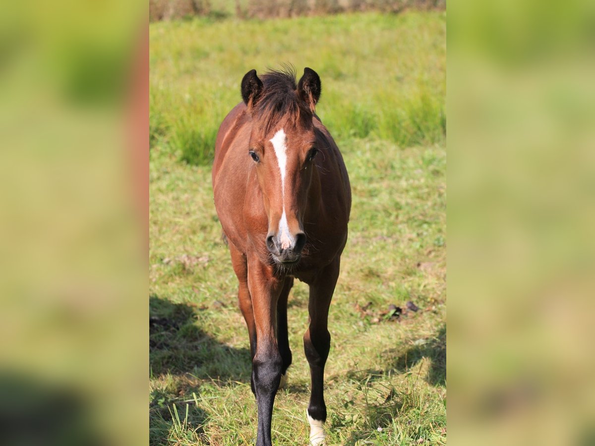 American Morgan Horse Mare Foal (05/2024) 15,1 hh Brown in Floh-Seligenthal