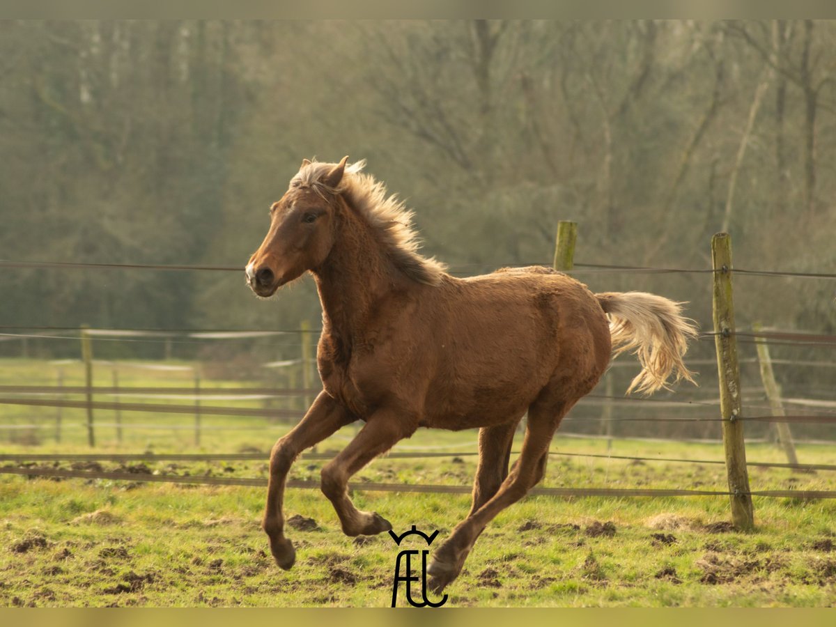 American Morgan Horse Mix Ogier 1 Rok in Pluvigner