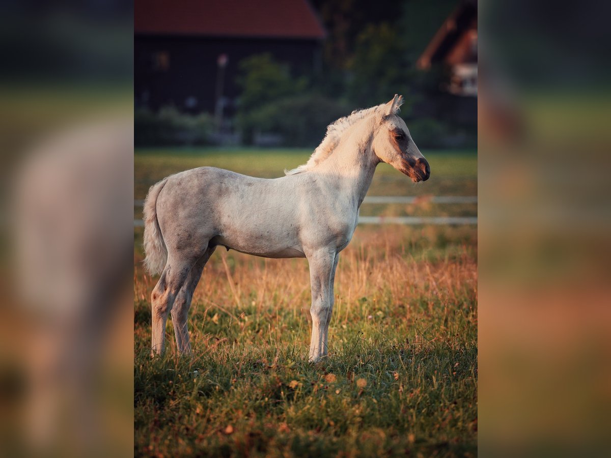 American Morgan Horse Stallion Foal (06/2025) 14,2 hh Dunalino in Oberstaufen
