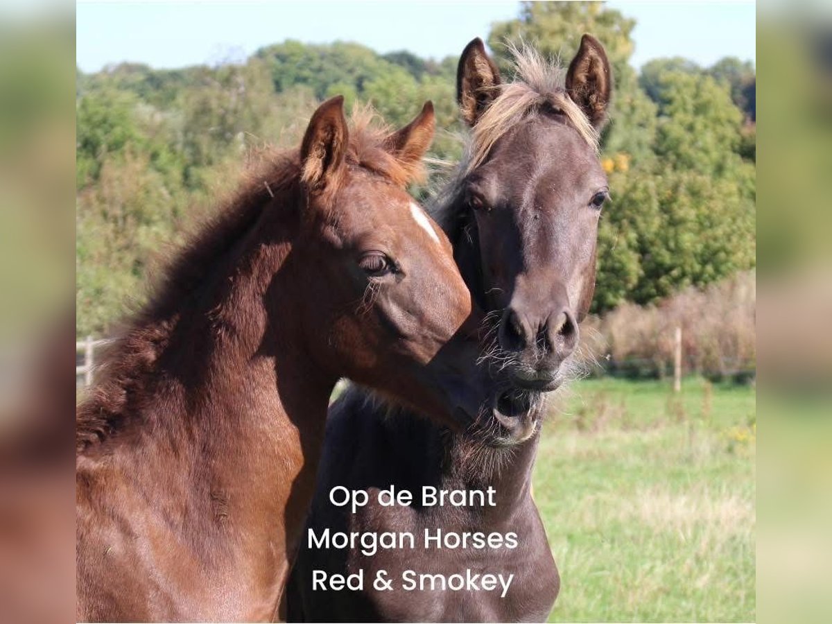 American Morgan Horse Stallion Foal (05/2025) 15 hh Grullo in Nuth American Morgan Horse Stallion Foal (05/2025) 15 hh Grullo in Nuth