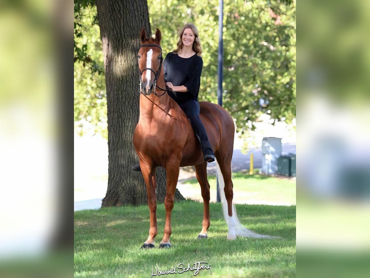 American Morgan Horse Stute 16 Jahre 163 cm Dunkelfuchs in Wichita