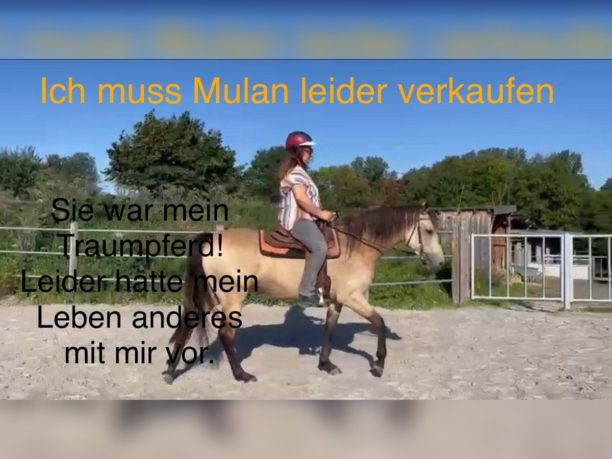 American Morgan Horse Stute 6 Jahre 160 cm Buckskin in Nuth