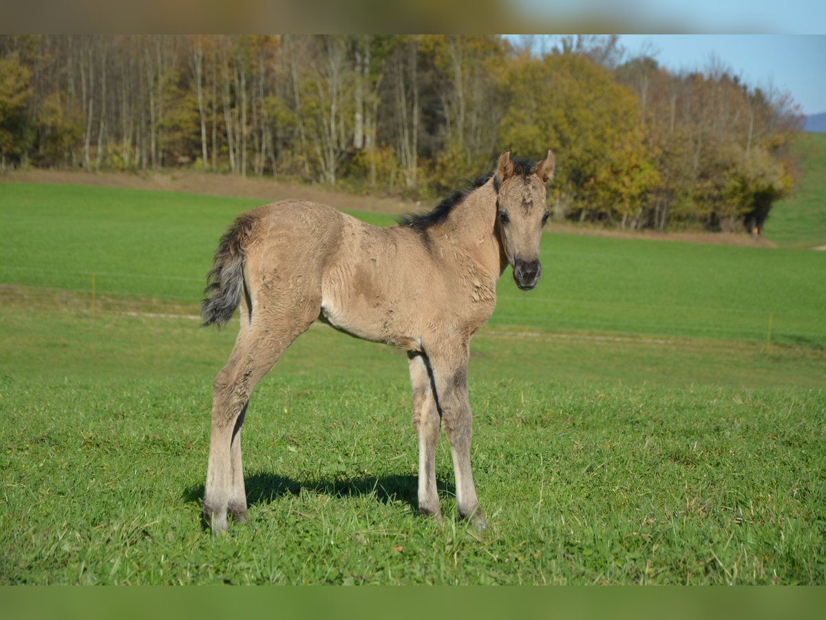 American Morgan Horse Stute Fohlen (10/2025) 100 cm Grullo in Birmensdorf ZH
